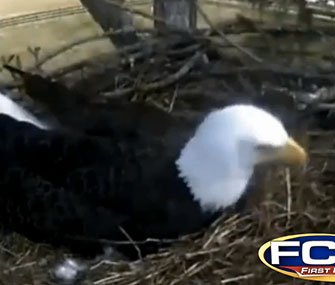 A Florida real estate firm installed a web cam over a bald eagle nest.