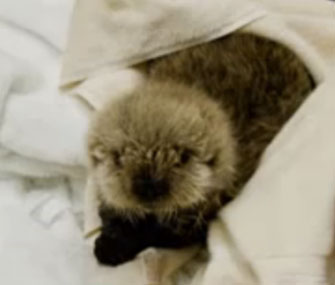 Meshik the sea otter