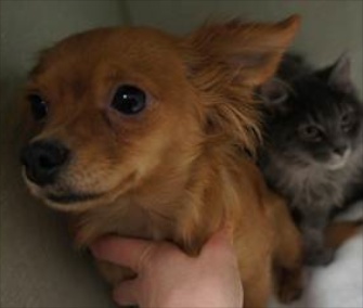 Beignet the dog adopted Gumbo the kitten after they were abandoned by their owners.