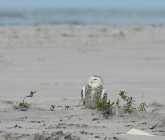 "Instead of snow falling on the beaches of Cape Hatteras to start #2014, a snowy owl perched on the beach," Tweeted Cape Hatteras, N.C., National Park Service on Jan. 2.