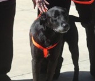 Buddy was reunited with his owners seven years after he disappeared during a wildfire.