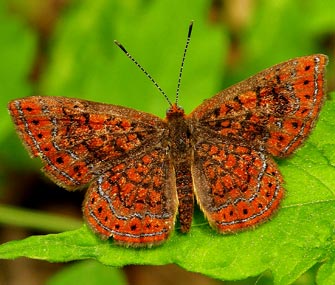 Swamp Metalmark Butterfly