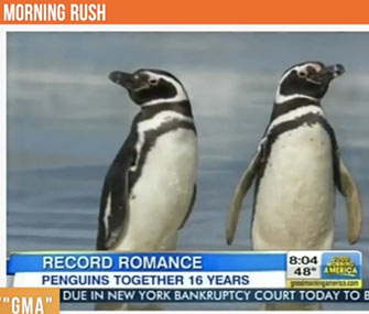 A pair of Magellanic penguins may be among the most faithful in the animal kingdom.