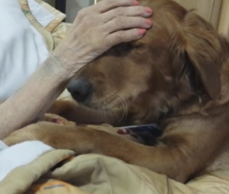 A video of JJ the therapy dog helping an Oregon hospice patient has gone viral.
