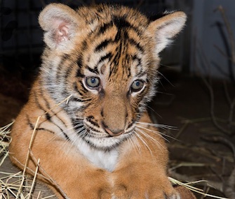 Bersi, a Malaysian tiger cub, made her debut at the Lowry Park Zoo this week.