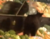 Bear in produce section at Alaska grocery story