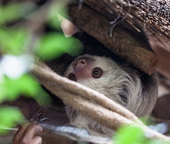 baby sloth Lincoln Park Zoo