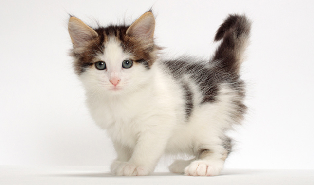 Norwegian Forest Cat Breed Information