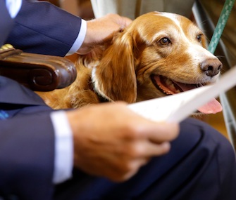 Washington Gov. Jay Inslee reads a proclamation honoring Setter-Spaniel mix Tillie, for protecting her friend Phoebe.