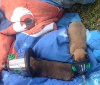 Flagler County, Florida, firefighters used pet oxygen masks to save two puppies rescued from a house fire.