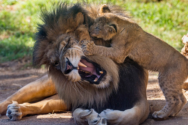 Little Evelyn meets her dad, Izu, for the first time at the San Diego Zoo Safari Park.