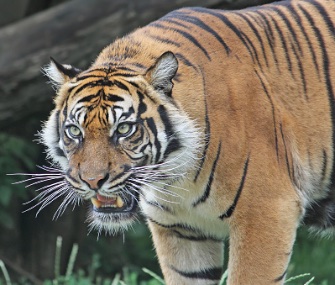 tiger