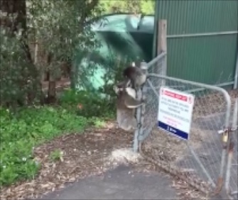 A mother koala comes to her joey's rescued in a sweet video.