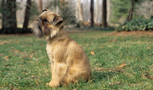griffon lolo dog