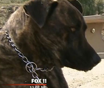 Mole, a 1-year-old dog, is being credited with saving the life of a trapped man.