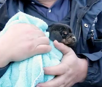 Dachshund mix puppy rescued from drain pipe