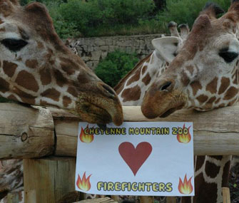 Giraffes at Colorado's Cheyenne Mountain Zoo thank firefighters.