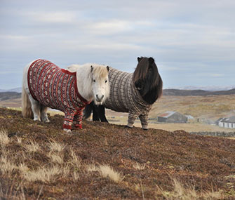 Shetland ponies wear sweaters in an ad campaign for Scotland.