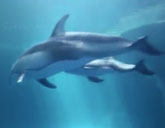 A dolphin calf nurses from mom Piquet at the Shedd Aquarium.