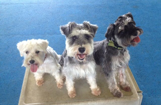 Three dogs sit for graduation photo