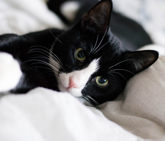 Cat staring at human in bed