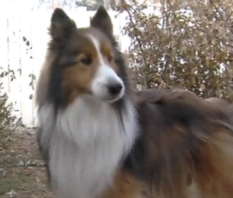 Dooley, the Sheltie found in the Nevada desert