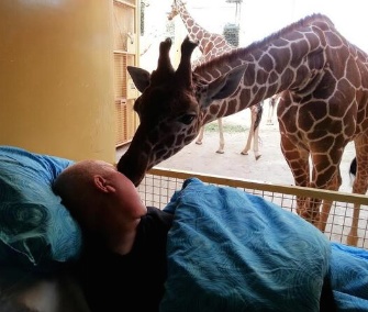 A giraffe at the Rotterdam Zoo in the Netherlands leans over to kiss a terminally ill man who worked at the zoo.