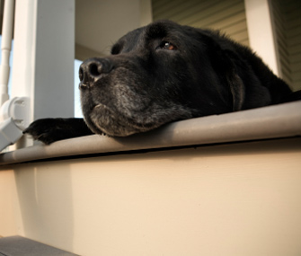 Common Senior Dog Health Issues