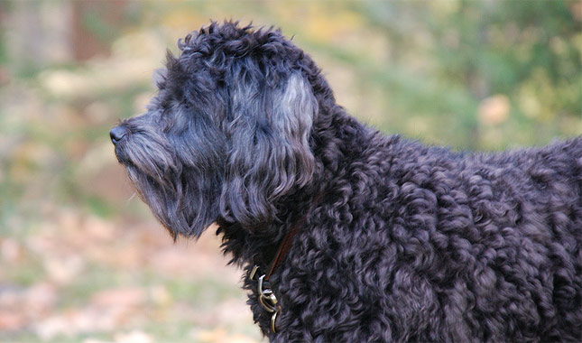Schnoodle Dog Breed Information