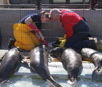 Elephant seal pups being tube fed