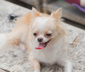Chihuahua panting