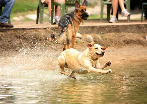 dog parks in michigan dog parks in michigan