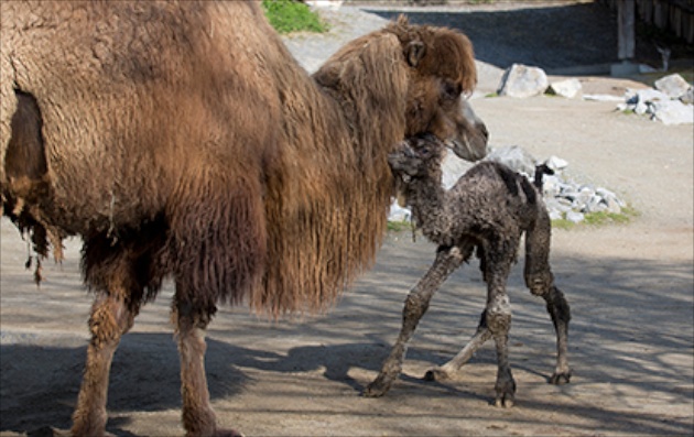 Baby camel with mom at Zoo Zurich