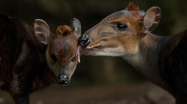 baby deer gets kisses from mom
