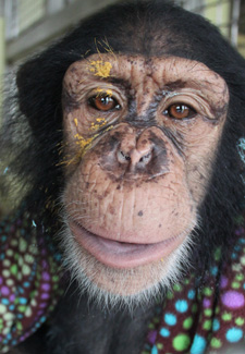 chimp with paint on his face