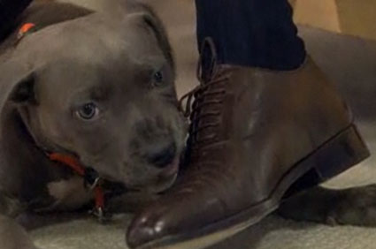 Harper the rescued pit bull on Today
