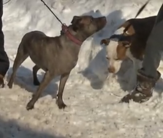 A New York family's rescued Pit Bulls alerted them to an early morning fire at their home.