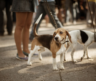 Dog on Sidewalk