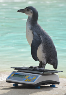 ZSL Penguin on scale