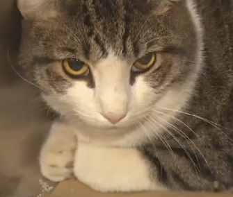 A woman heard a cat meowing from her car engine when she stopped at a McDonald's drive-through for coffee.