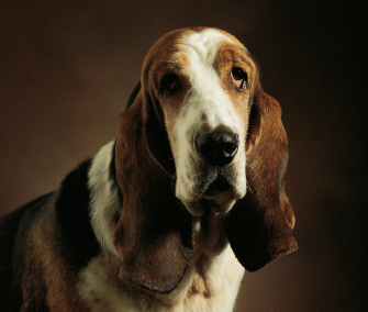 Basset Hound