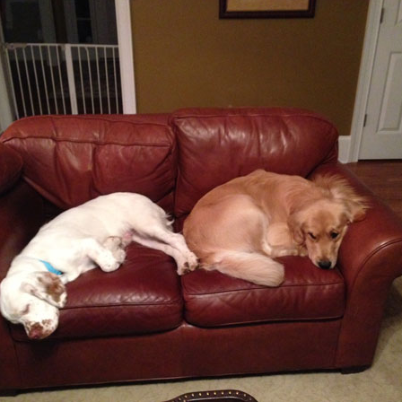 Golden on Couch