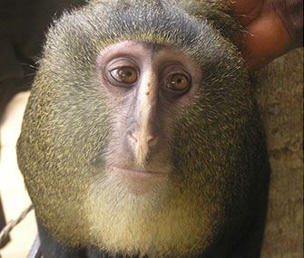 The Lesula monkey was discovered in the Dominican Republic of Congo.