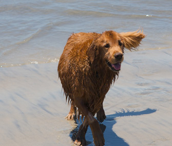Dr. Jessica Vogelsang Dog Emmett