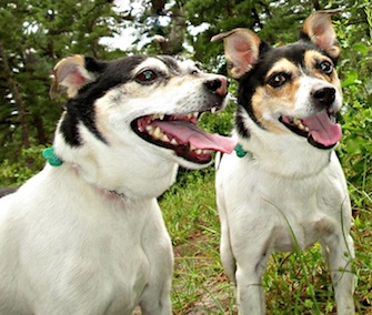 Junior and Papi were surrendered by their New Jersey owner and are still in need of a new home together.