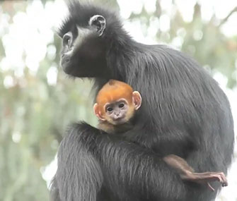 The San Francisco Giants have had good luck since this "Lucky Langur" was born at the city's zoo.