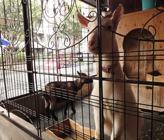 two goats in a large cage