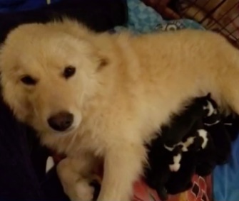 Daisy, whose own puppies died in a fire, has taken in eight puppies whose mom died suddenly after she gave birth.
