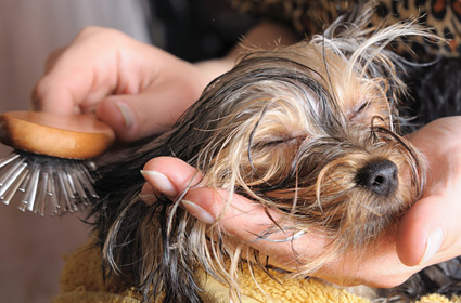 Dog being brushed