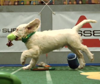 One of the athletes in Puppy Bowl XI sprints for the goal.